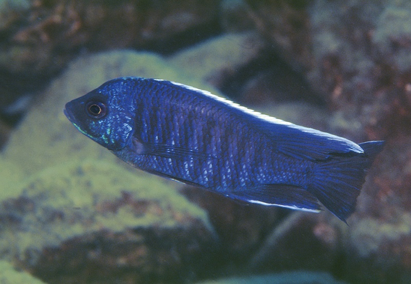 Copadichromis cyanocephalus 'Chiloelo'